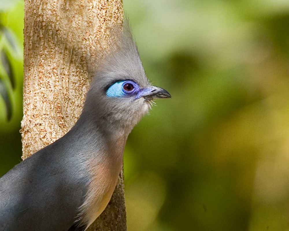Madagascar Crested coua next to tree